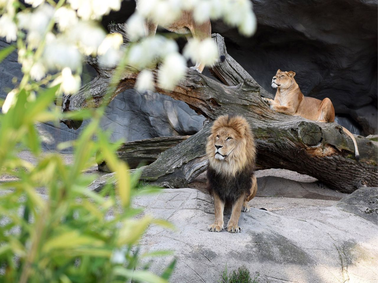 LOGINn & enjoy @ Zoo Leipzig! (2ÜN) inkl. Tagesticket