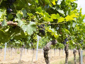 Weinpatenschaft in der Pfalz - Wochenendspecial