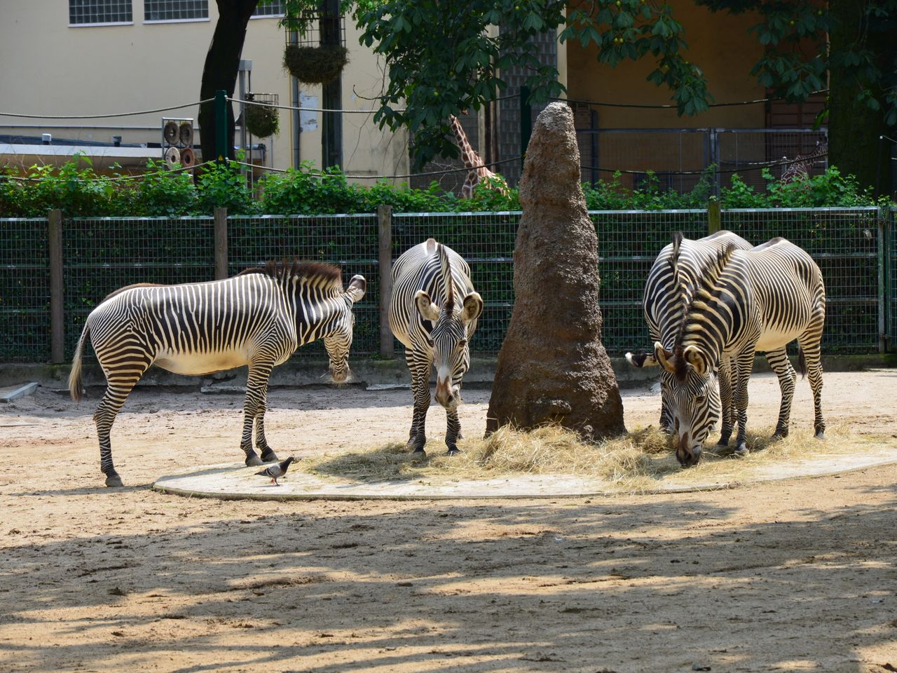 Für große und kleine Tierfans: Frankfurt Zoo erleben