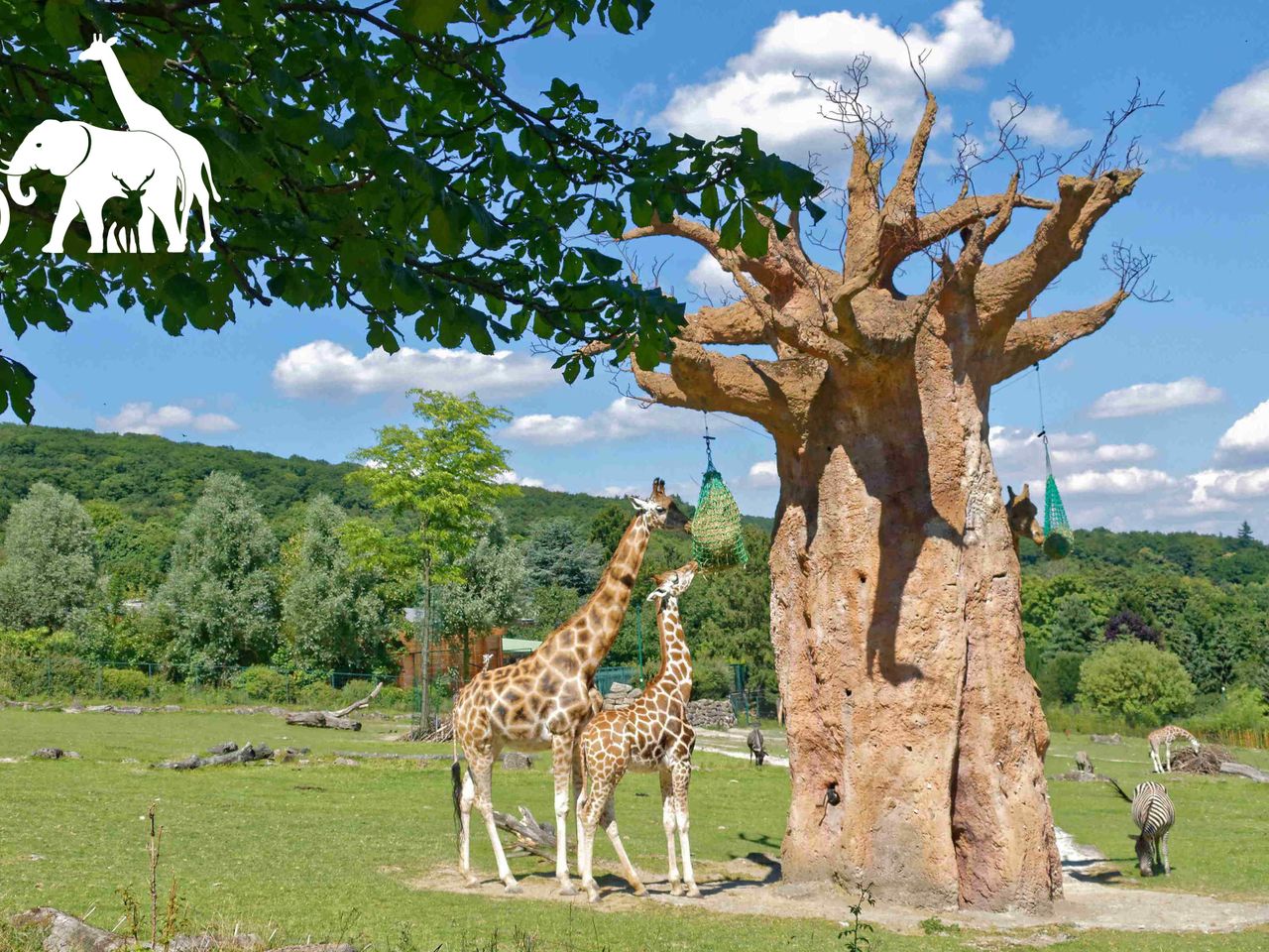 Wildlife Safari im Taunus-Willkommen Opel-Zoo 1xHP 3T