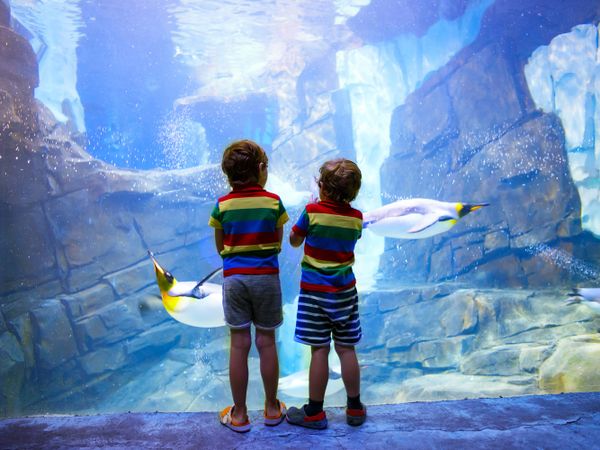 Die Wunderwelt der Meere im Aquarium | 2 Tage Wilhelms Haven Hotel in Wilhelmshaven, Niedersachsen inkl. Frühstück