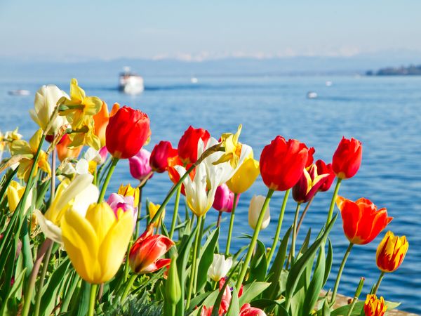 2 Tage Urlaub am Bodensee – Hotel Weisses Kreuz in Bregenz inkl. Frühstück