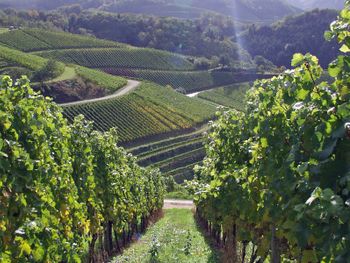 Schwarzwald und Elsass erleben