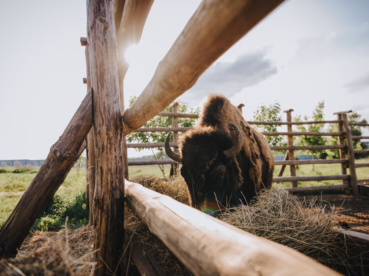 4 Tage Erlebnisurlaub mit Besuch der 'Wisent Welt'