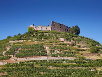 8 Tage Wein & Wandern in Staufen