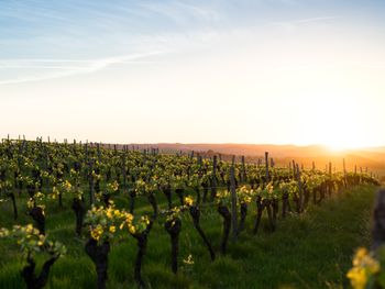 Schnäppchen für Weinfreunde