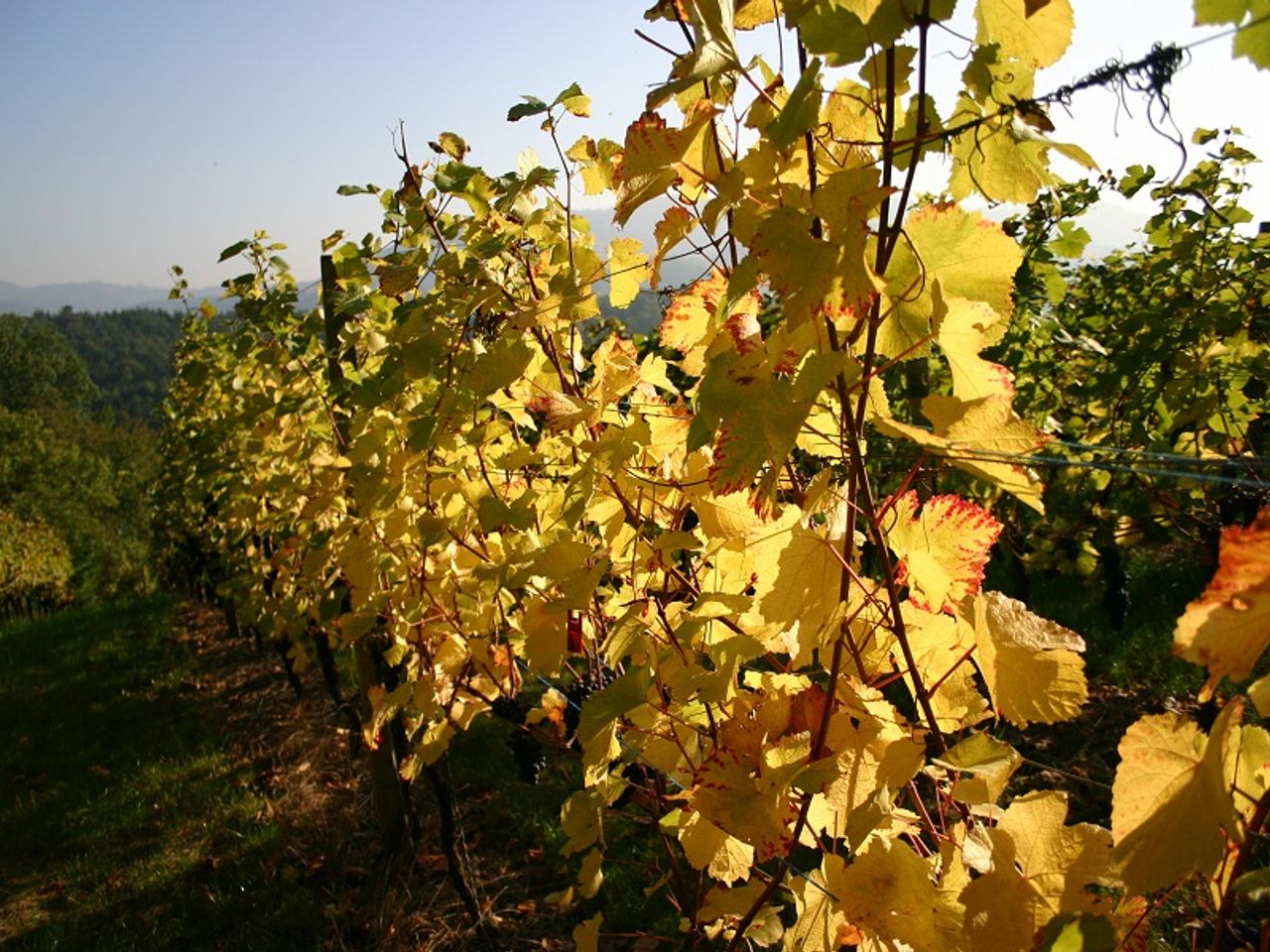 Schwarzwald und Elsass erleben