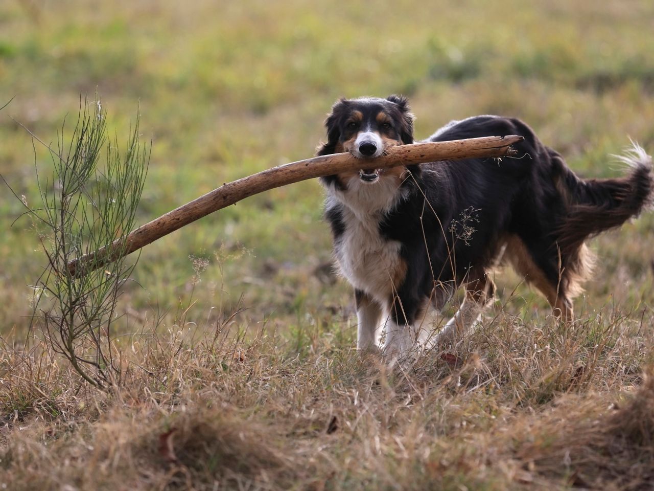 3 Tage Urlaub mit Hund