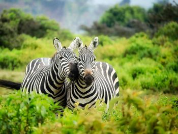Wildlife in Ostwestfalen-Safariland Stukenbrock| 5 Tg