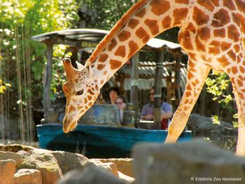 3 tierische Tage in Hannover