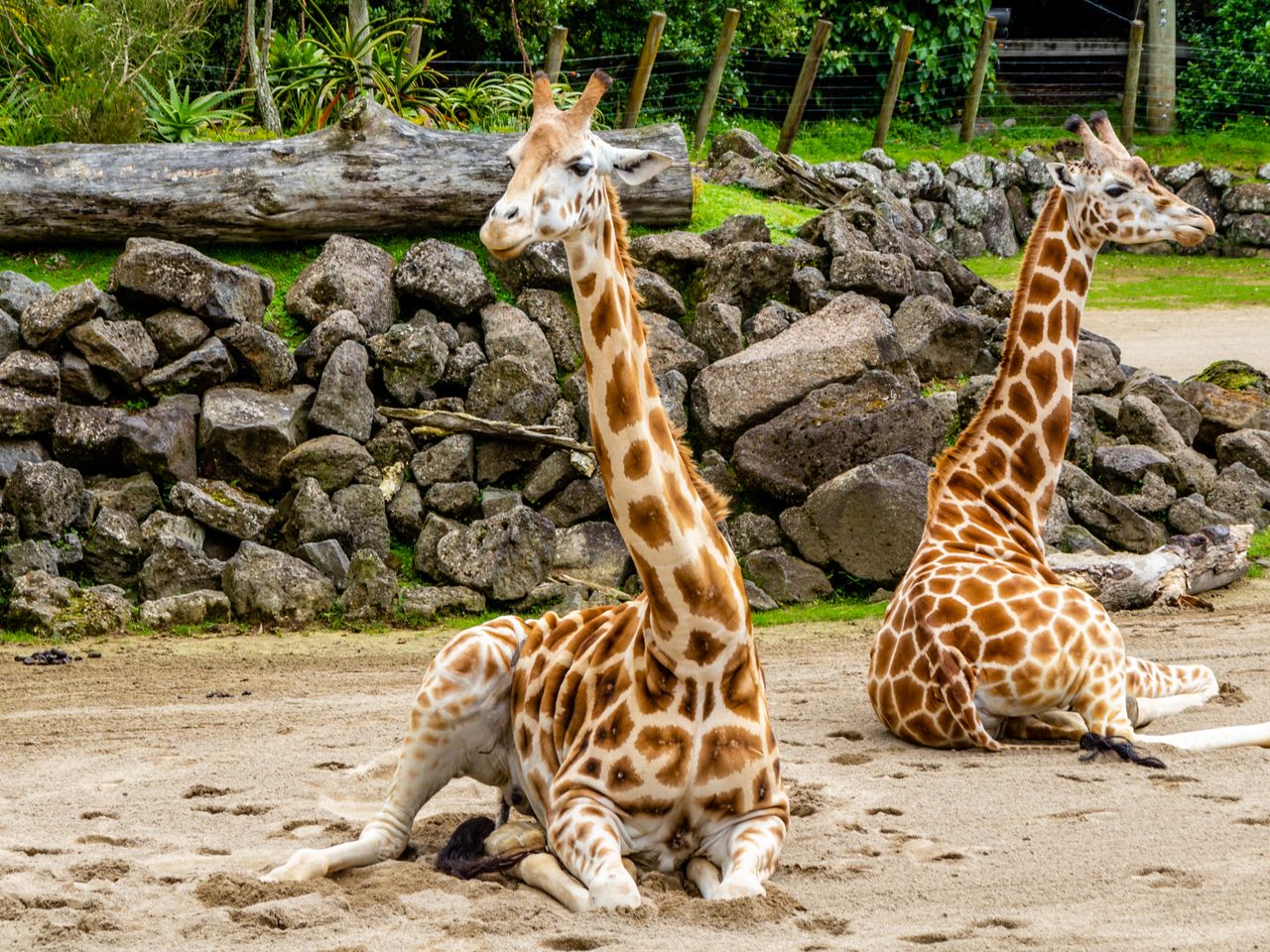 3 Tage Auszeit mit Zoo und Wellness im Saarland