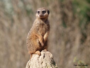 Wildlife Safari - Willkommen im Zoo Leipzig / 4 Tg.