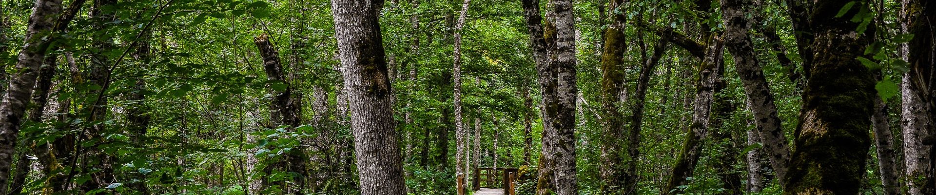 Ein Wanderweg durch den Urwald in Biogradska Gora in Montenegro