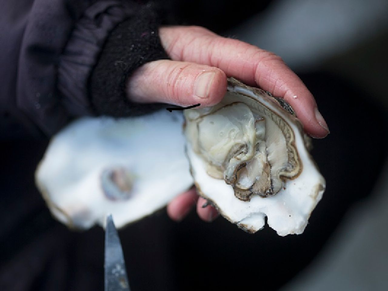 Rømøurlaub direkt am Wattenmeer