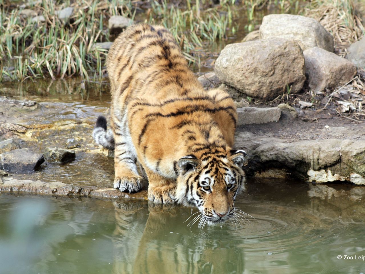 Tierisches Vergnügen: Zoo mit Gondwanaland - 3 Tage