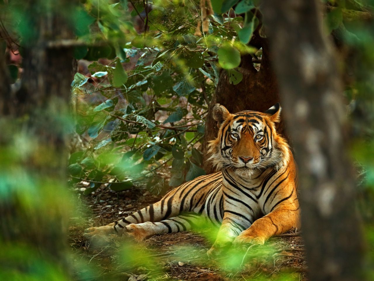 Affe, Löwe & Co. - Zoobesuch in Leipzig - 3 Tage