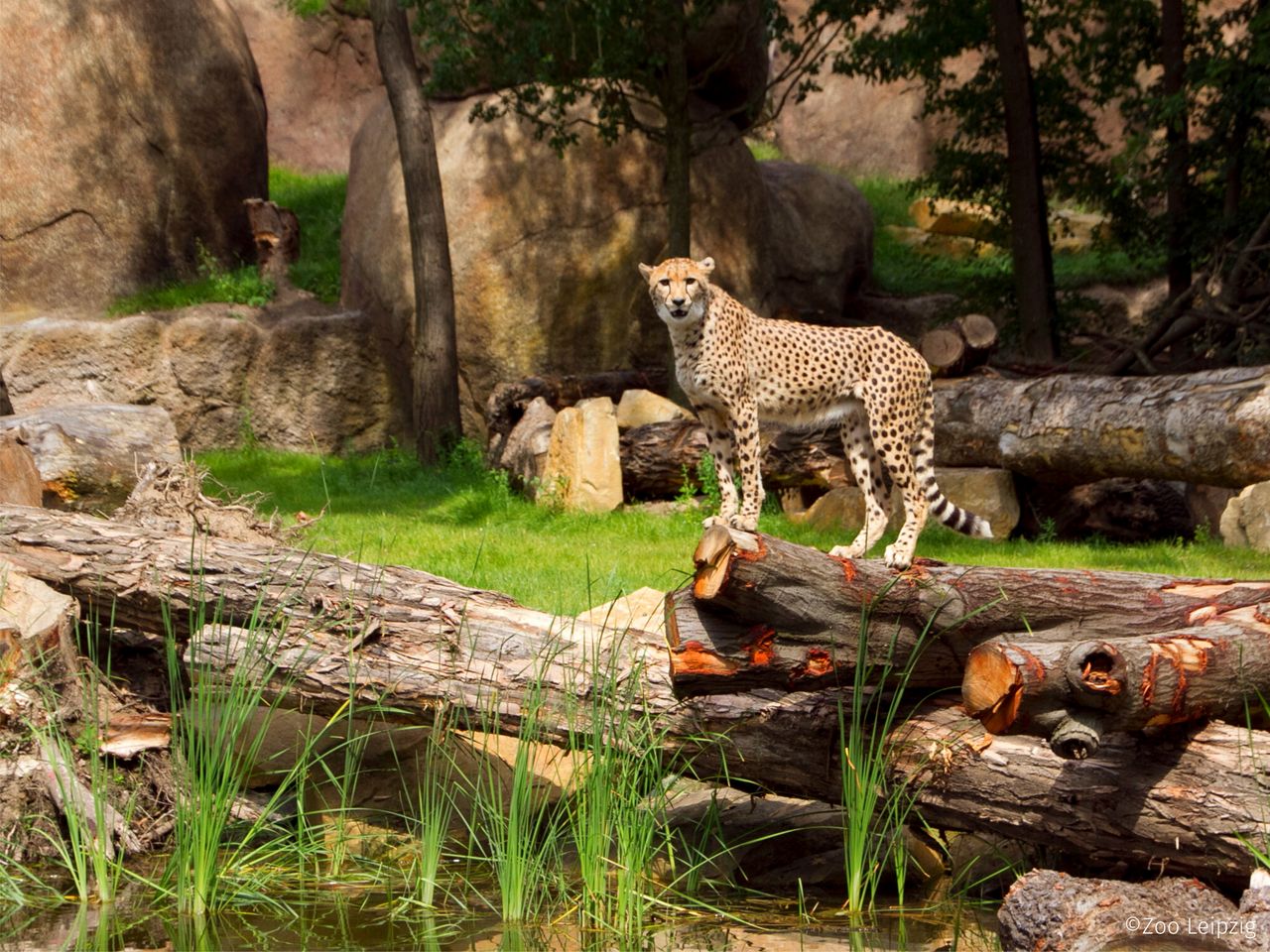 2 Tage Freizeitspaß im Leipziger Zoo für die Familie