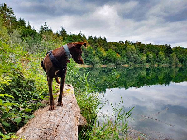 Urlaub mit Hund in der Rhein-Neckar Region – 7 Tage in Walldorf, Baden-Württemberg inkl. Frühstück