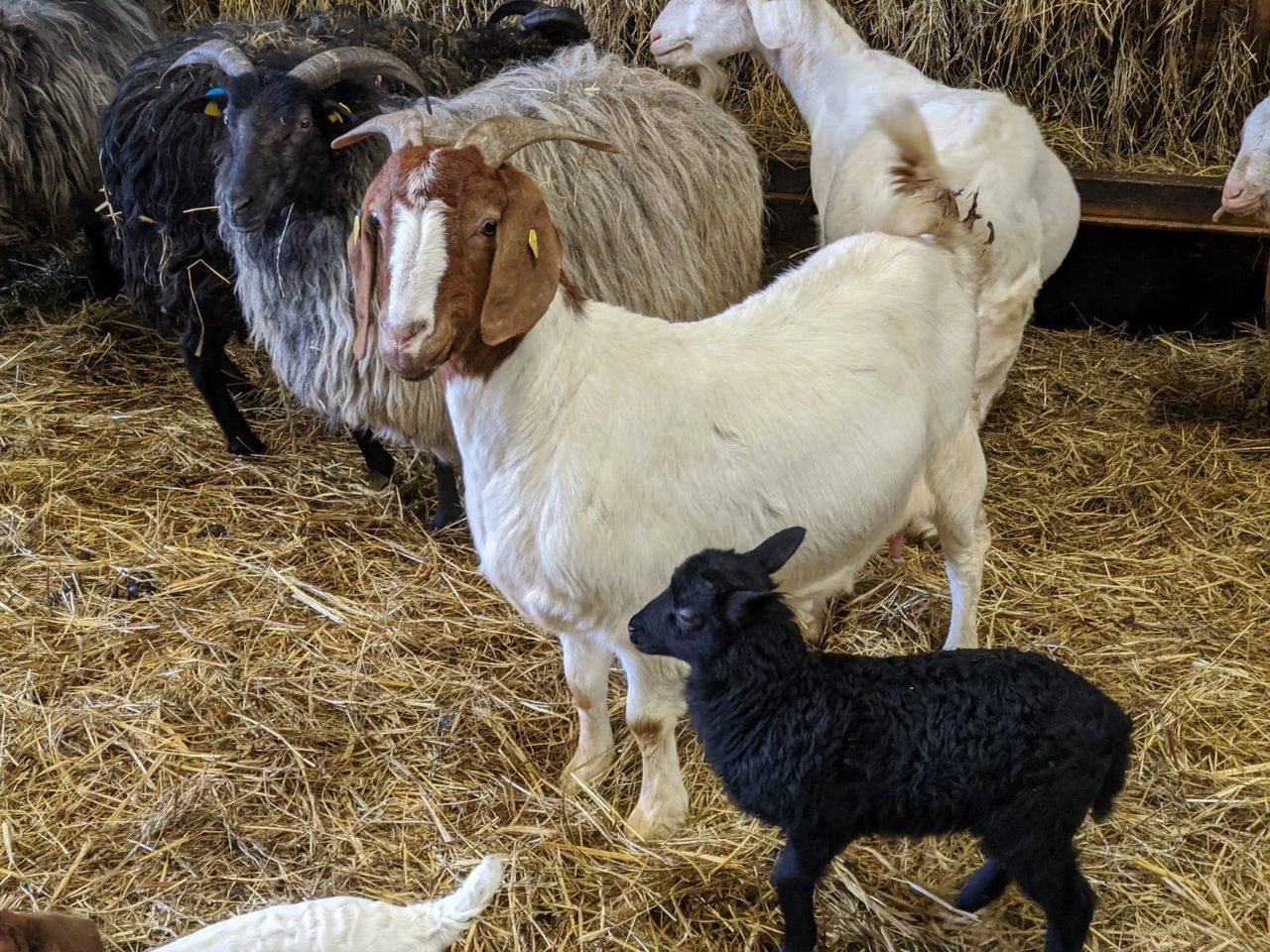 2 Nächte Winterzeit in der Heide