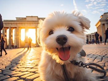 4 Tage Urlaub in Berlin mit Hund