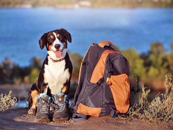 3 Tage Urlaub mit Hund im Bayerischen Wald in Lam, Bayern inkl. Halbpension