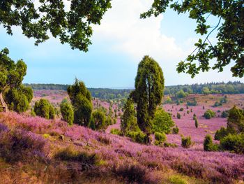 Die Lüneburger Heide und die Heideblüte erleben