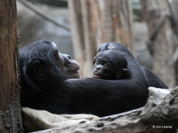 ACHAT Tierisches Vergnügen: Leipzig mit Zoo (3 ÜN)