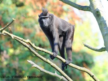 ACHAT Darmstadt/Griesheim und der Zoo Vivarium (1 ÜN)