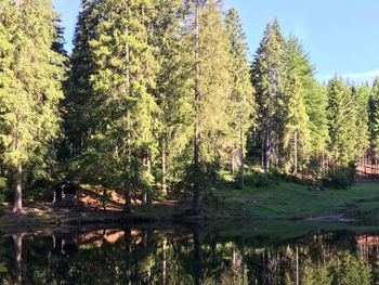 5 Tage Thüringer Wald: Ziegenspaziergang & Fass-Sauna