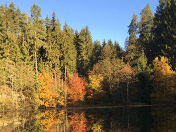 Herbsterwachen im Wald
