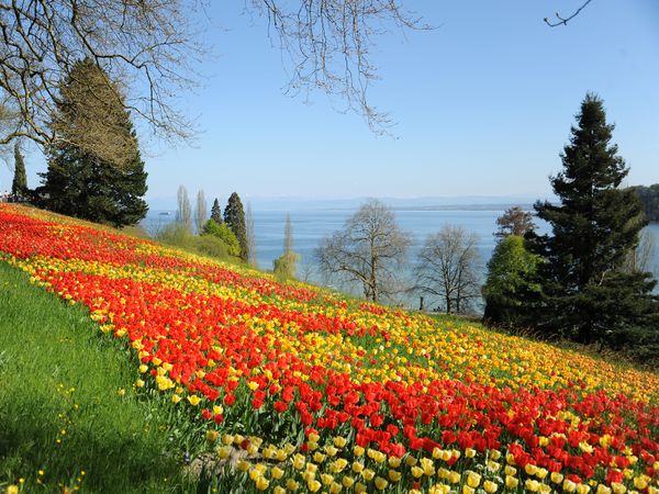 2 Tage Blütenparadies im Bodensee – Insel Mainau 1xAE | 3 Tg in Tuttlingen, Baden-Württemberg inkl. Halbpension