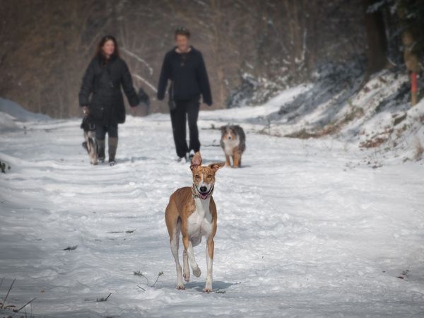 Tierisches Vergnügen-Bergferien mit Hund / 5 Tage HP in Bruck an der Mur, Steiermark inkl. Halbpension