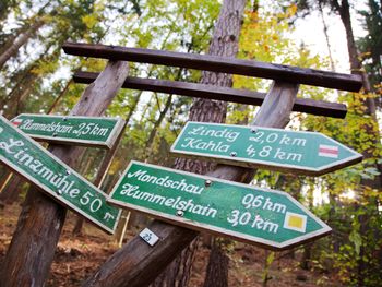 Wintererwachen im Wald