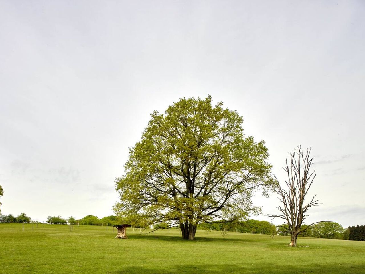 Die Lüneburger Heide und die Heideblüte erleben