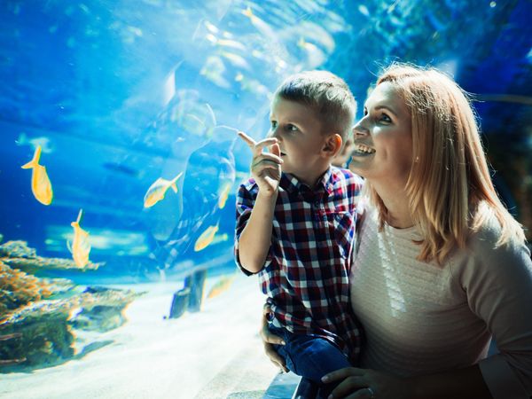 Die Wunderwelt der Meere im Aquarium | 4 Tage Wilhelms Haven Hotel in Wilhelmshaven, Niedersachsen inkl. Frühstück