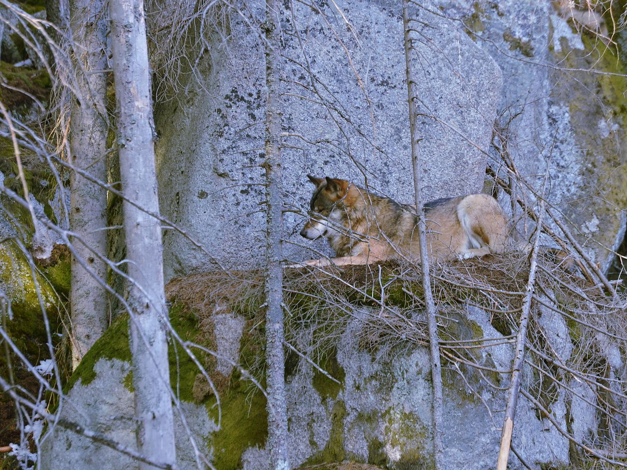 Auszeit im Böhmerwald mit Frühstück - 2 Tage