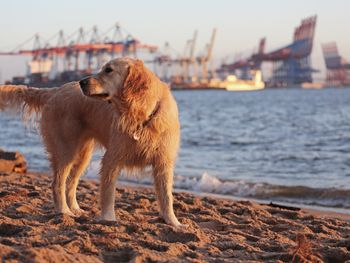 Kurzurlaub mit Hund - Hamburg mit 4 Pfoten entdecken.