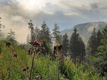 Wanderspaß im Harz - 4 Tage