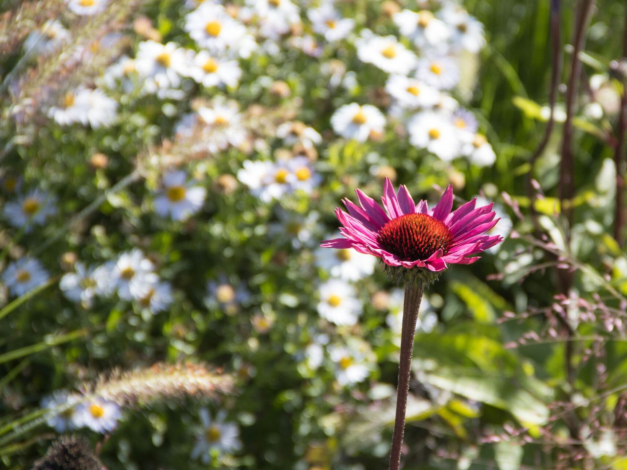 Natur genießen mit der Landesgartenschau 2024