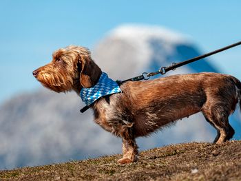 3 Tage Urlaub mit Hund in den Tiroler Bergen inkl. HP