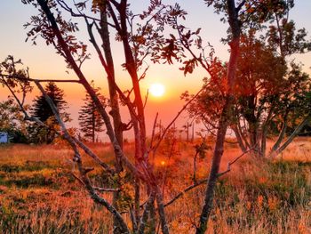 Den Schwarzwald kulinarisch zu Fuß erkunden