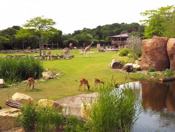 4 Tage Freizeitspaß im Leipziger Zoo für die Familie