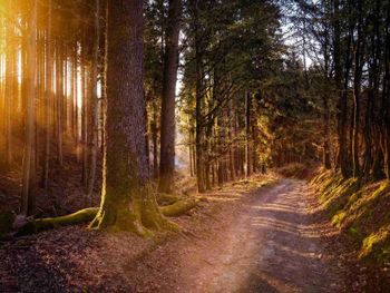 3 Tage Wandern im Bayerischen Wald