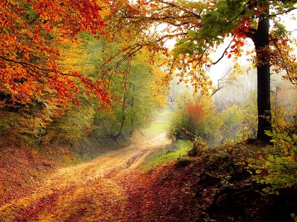4 Tage Goldener Herbst im Bayerischen Wald in Weiding bei Cham, Bayern inkl. Frühstück