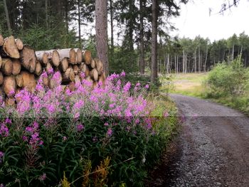 April-Abenteuer im Harz inkl. Aussichtsturm"SOLITAIR"