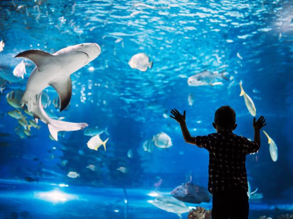 Die Wunderwelt der Meere im Aquarium | 3 Tage Wilhelms Haven Hotel in Wilhelmshaven, Niedersachsen inkl. Frühstück