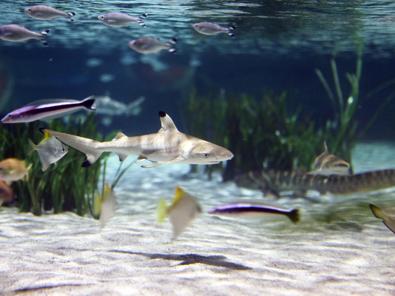 Ein Besuch im SEA LIFE Aquarium Oberhausen