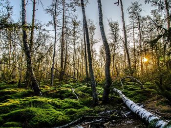 6 Tage Erholung im Schwarzwald