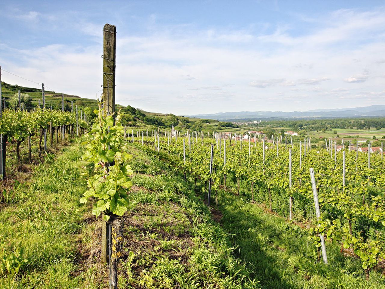 Auszeit am wunderbaren Kaiserstuhl