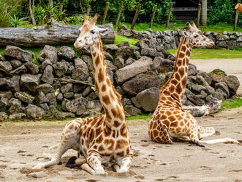 2 Nächte Zoo Arrangement in Duisburg